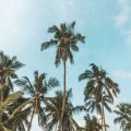 How to Set Up the Perfect Palm Reading Environment in Your UK Home