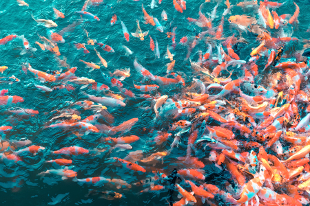 Aquarius-Pisces Cusps: Humanitarian Visions in British Society