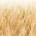 Harvest Festivals and Agricultural Prophecies: Lammas to Michaelmas