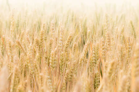 Harvest Festivals and Agricultural Prophecies: Lammas to Michaelmas