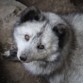 Animal Omens in British Folklore: Birds, Foxes, and Beasts of Prophecy