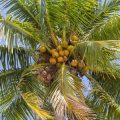 Exploring British Superstitions and Cultural Beliefs Around Palm Reading at Home