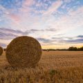 Cunning Folk Through the Ages: Guardians of Rural Communities
