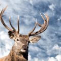 Prophetic Animals: British Folklore and the Reading of Nature’s Signs