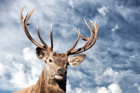 Prophetic Animals: British Folklore and the Reading of Nature’s Signs