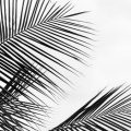 Major Lines of the Palm: British Myths, Legends, and Superstitions