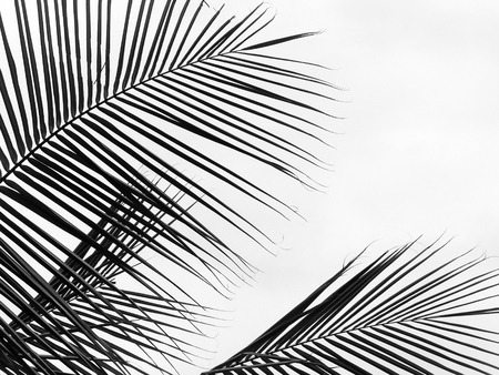 Major Lines of the Palm: British Myths, Legends, and Superstitions