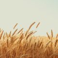 Mindful Living: British Approaches to Maintaining a Healthy Energy Field