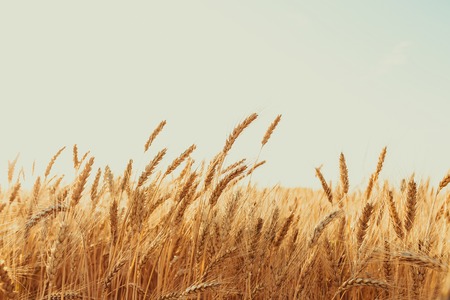 Mindful Living: British Approaches to Maintaining a Healthy Energy Field